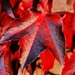 pexels-pixabay-235732